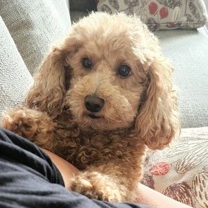 Meet your Posher, Diane